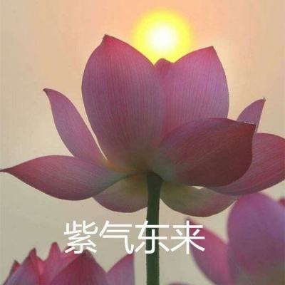 小小侠客破解版下载